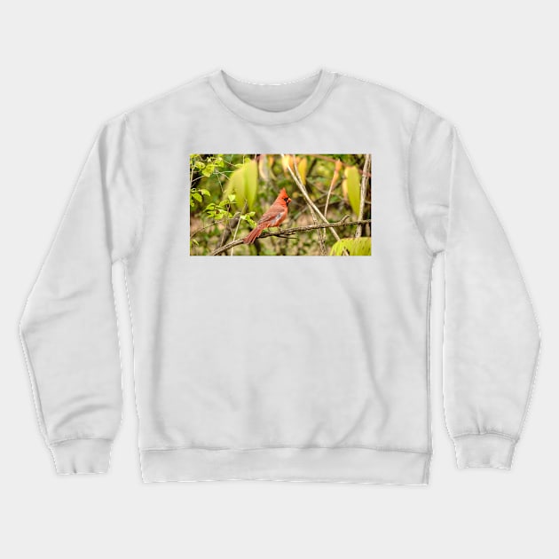 A resting male cardinal Crewneck Sweatshirt by josefpittner